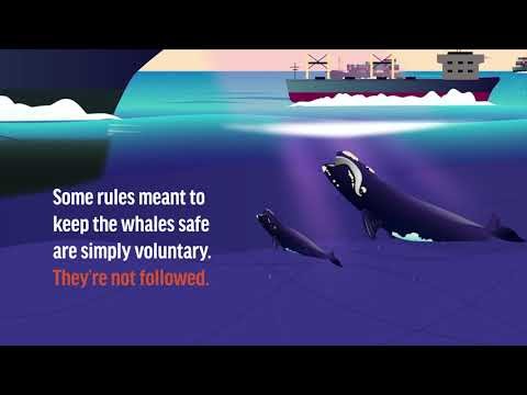 Whales Are Being Killed By Speeding Ships. The Laws Are Not Helping.