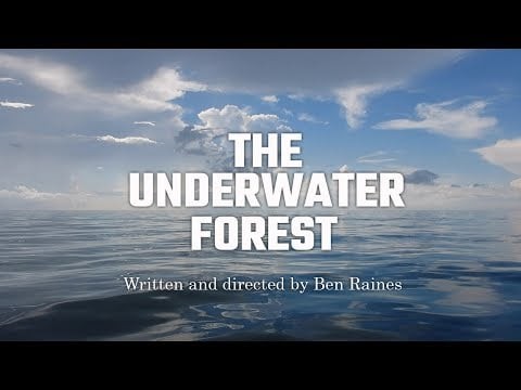 The Underwater Forest