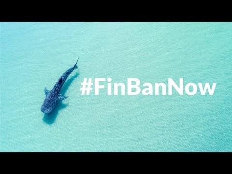 Ted Danson, Bo Derek & Friends: "Tell Your Senators to Pass a #FinBanNow"