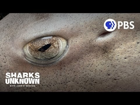 Something Strange Is Happening With These Leopard Sharks