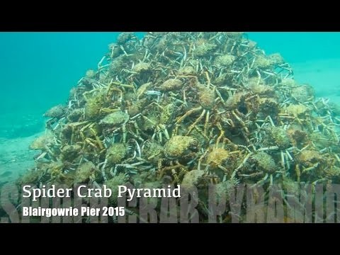 ORIGINAL VIDEO Melbourne Scuba Diver Films Stunning Spider Crab Migration Pyramid 2015 HD