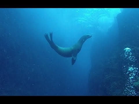 Local Dive at Land's End, Cabo San Lucas, Mexico With Manta Scuba 12-8-2017