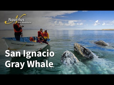 San Ignacio Lagoon - Get up close and personal with Pacific Gray Whales. #GrayWhale #SanIgnacio