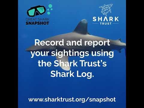 Great Shark Snapshot