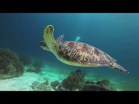 Scuba diving the Philippines