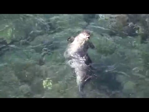 Hawaiian Monk Seals mating in the water 1-23-09 HD