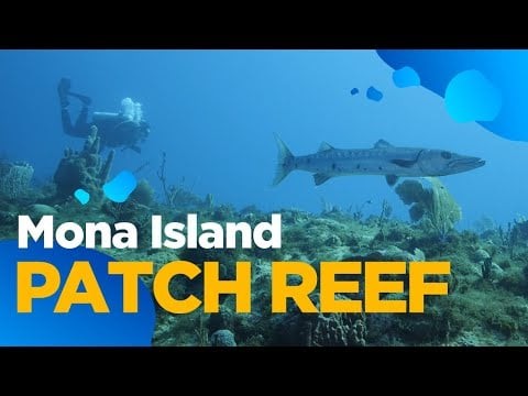 Solo Scuba Diving in the Ocean (Mona Island - Puerto Rico)