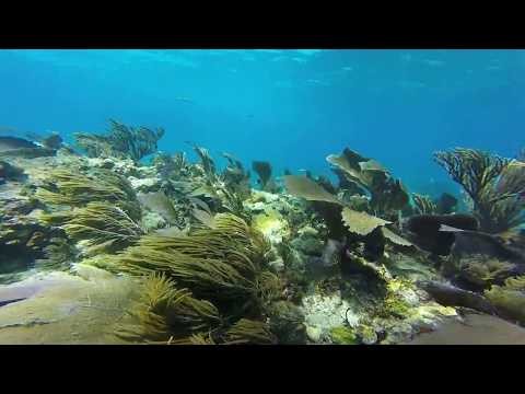 Scuba Diving in Molasses Reef Key Largo