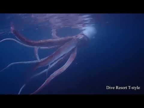 Japan divers capture rare footage of live giant squid - AFP
