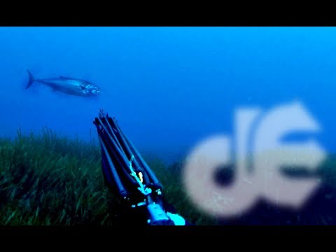 Deep Spearfishing Encyclopedia, Part 5: Carpe Diem