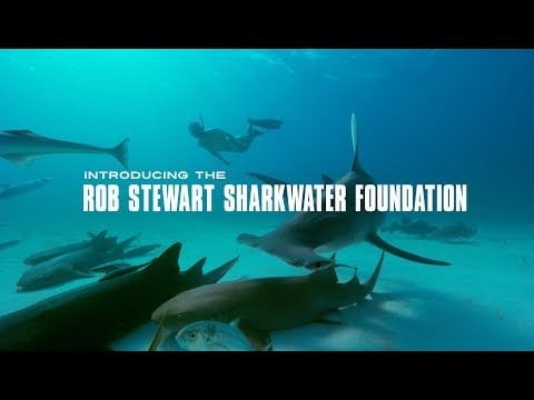 Rob Stewart Sharkwater Foundation Teaser