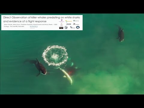 Killer whales eating white sharks in Mossel Bay, South Africa