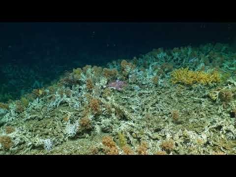 Scientists Discover Pristine Deep-Sea Coral Reefs in the Galápagos Marine Reserve!