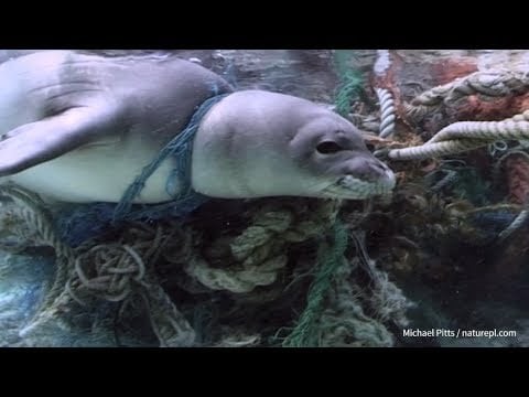 The Global Ghost Gear Initiative for safer, cleaner oceans