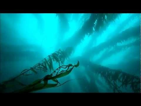 Point Loma Kelp Beds, San Diego, SCUBA Diving 60 Feet Deep