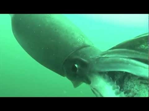 The Giant Squid - Featuring Scott Cassell