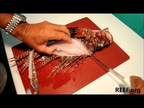 How to Fillet a Lionfish