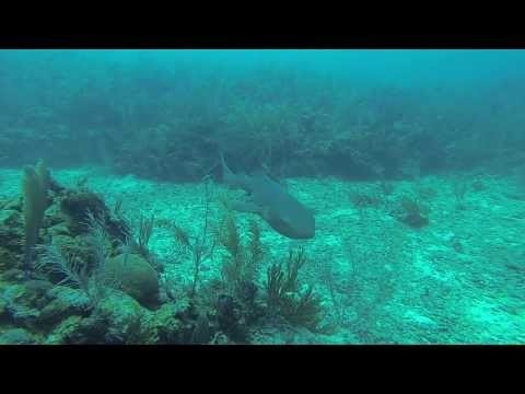 Diving Belize Barrier Reef: Turneffe Atoll and Tackle Box