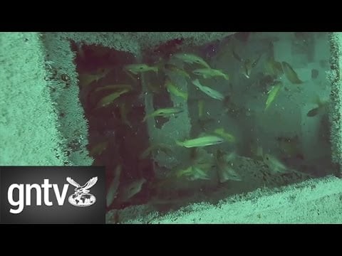 Dubai Police turn old vehicles into paradise for Gulf fish