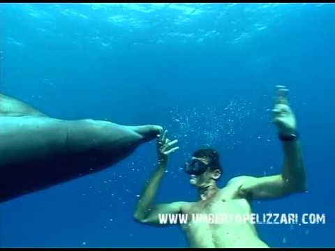 Dolphins and Umberto Pelizzari