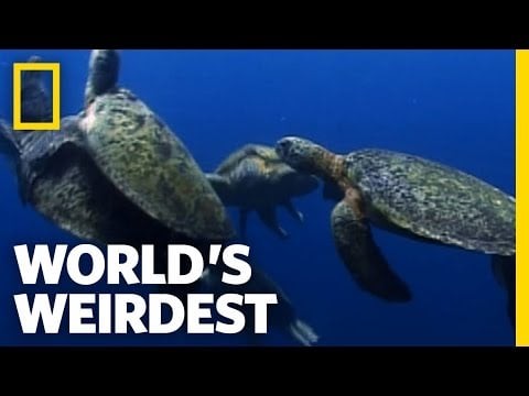 Sea Turtle Mating Melee | World's Weirdest