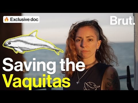Saving the Vaquitas