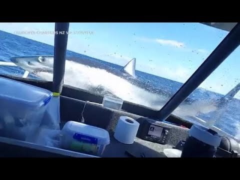 Shark lands on boat, thrashes on bow after leaping out of water