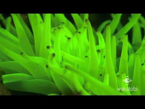 Anemone on Fluo Dive at The Zoo