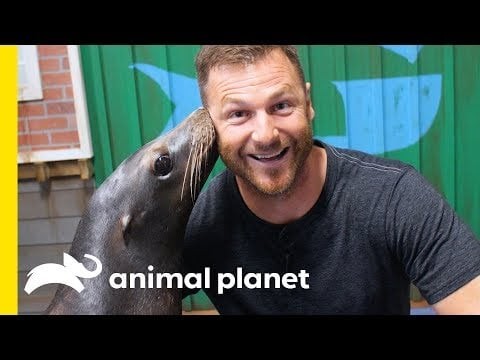 Hanging Out With Seals and Sea Lions at Georgia Aquarium | Animal Bites with Dave Salmoni