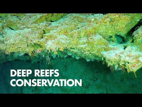 Deep Reefs Conservation