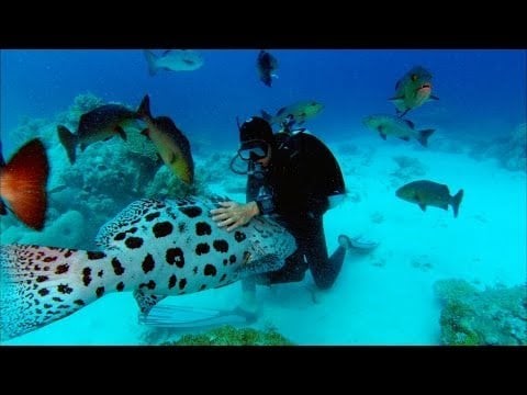 Sharkwater Trailer - HD