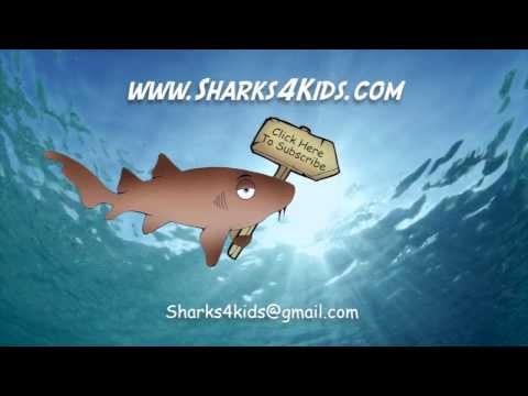 Meet Norman the Nurse Shark - FIN-tastic Adventures Episode 1