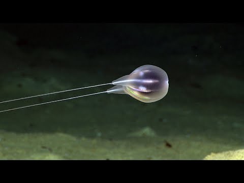 Combing the Deep: NOAA's Discovery of a New Ctenophore