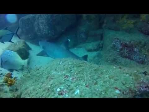 Diving Pelican Rock Cabo San Lucas
