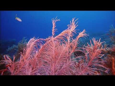 Imax: Deep Sea 3D - Trailer