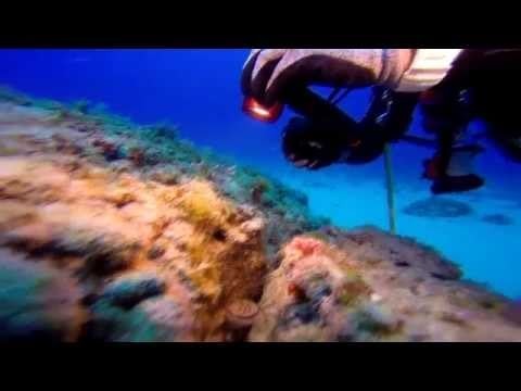 Capturing Eel footage with the Micro HD+ Sea Dragon Pro 2500 Set | SeaLife Underwater Cameras