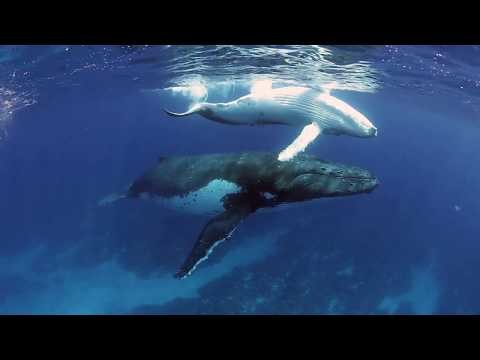 Swimming with Whales - A glimpse into what it's like - HumpbackSwims.com