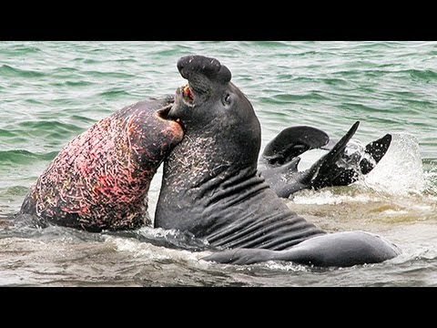 Elephant Seals Fight for Dominance in California: Video
