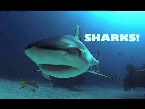 MERMAID MINUTE #10: Caribbean Reef Sharks! Cristina Zenato, Shark Dancer, does Tonic Immobility