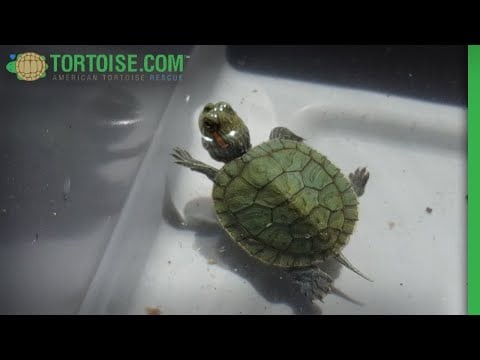 Turtle Day 2021 | American Tortoise Rescue