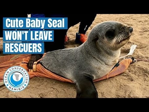 Cute Baby Seal Won't leave His Rescuers!