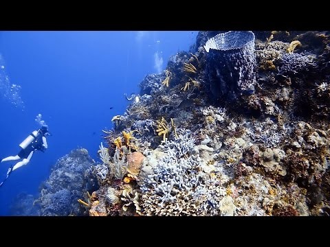 Best Scuba Diving in the World, Cozumel, Mexico: Palancar Caves Wall (HD - 1080p)