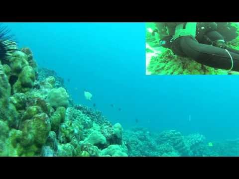 SCUBA Diving with Turtles and Sharks in Hawaii
