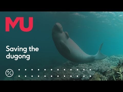 How we’re saving the dugong