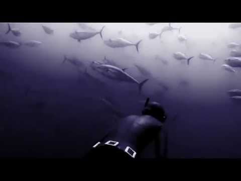 Freediving with Tunas in the Atlantic Ocean - Deep Blue Video