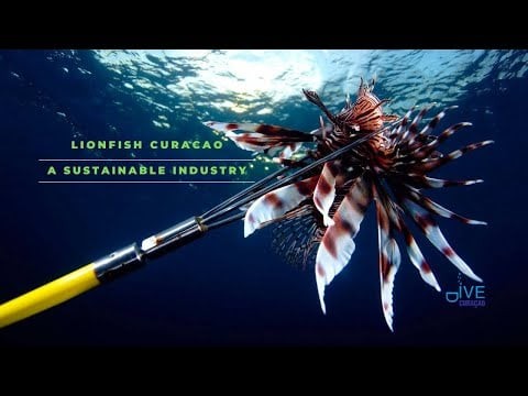 Curaçao Lionfish:  An Invasive Species that is making a positive and sustainable economic impact!