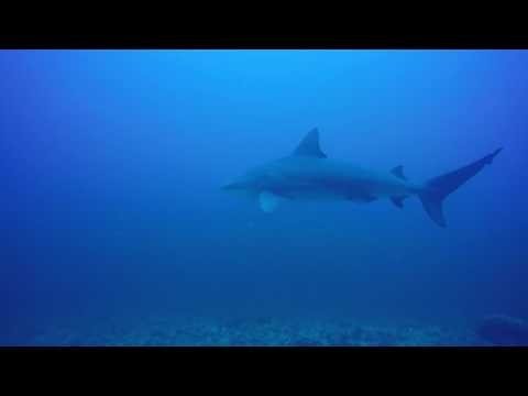 Bull Sharks @ the Bat Islands in Costa Rica