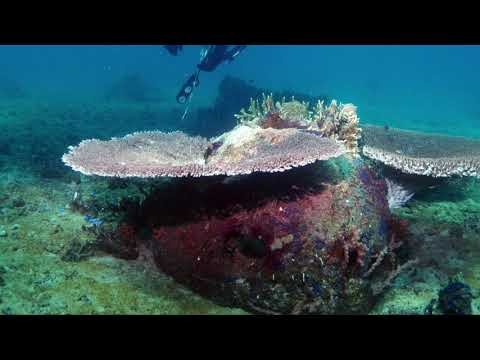 Memorial Reefs International; Getting to know us