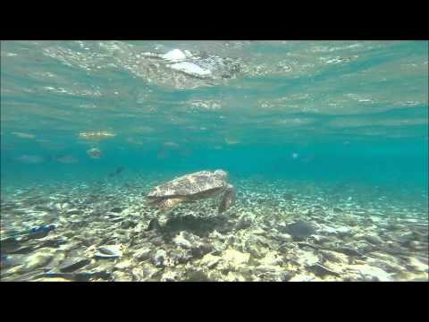 Snorkeling/ Freediving San Pedro, Belize June 2015 Manatees, Turtles, and Nurse Sharks!!