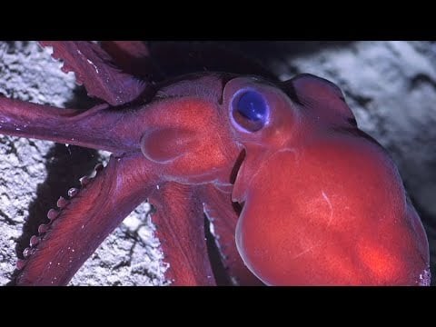 Seamounts, Canyons & Reefs of the Coral Sea - 4K ROV Highlights - FK200802